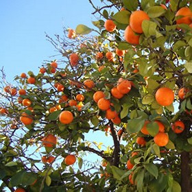 what to do to see in seville orange trees.jpg